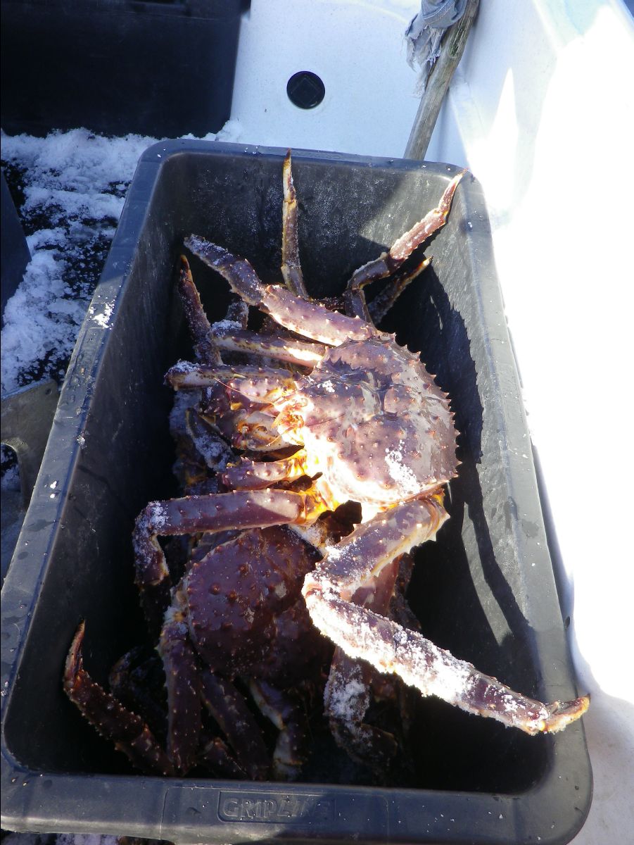 King Crab083